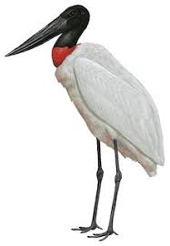 Attēlu rezultāti vaicājumam “Ciconiiformes”