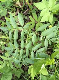 Attēlu rezultāti vaicājumam “Angelica sylvestris leaf”
