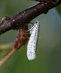 Attēlu rezultāti vaicājumam “Yponomeutidae”