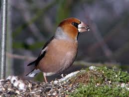 Attēlu rezultāti vaicājumam “Coccothraustes coccothraustes”