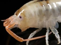 Attēlu rezultāti vaicājumam “Talitrus saltator”