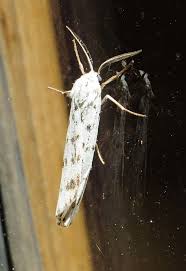 Attēlu rezultāti vaicājumam “Coscinia cribraria imago”