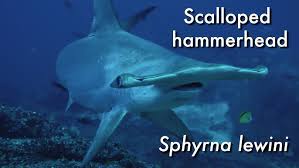 Image result for Sphyrna lewini