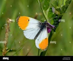 Attēlu rezultāti vaicājumam “Anthocharis cardamines male”