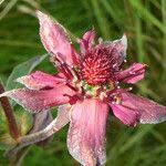 Attēlu rezultāti vaicājumam “Comarum palustre fruit”