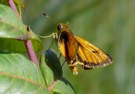 Image result for skiptondivers