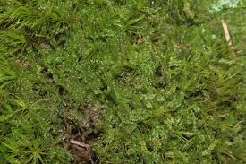 Attēlu rezultāti vaicājumam “Barbilophozia attenuata”