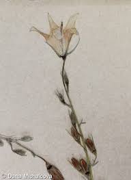 Image result for Campanula rapunculus