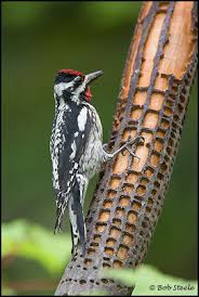 Image result for Sphyrapicus varius