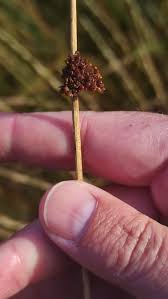 Attēlu rezultāti vaicājumam “Juncus conglomeratus”