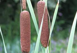 Image result for Rohrkolben