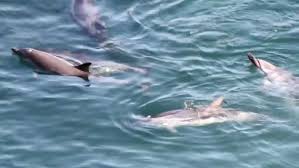 Image result for japan dolphin slaughter
