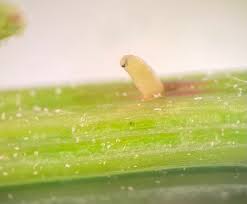 Attēlu rezultāti vaicājumam “Eilema griseola larva”