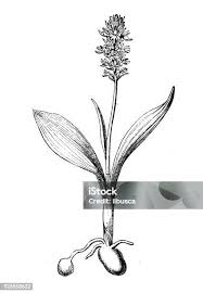 Attēlu rezultāti vaicājumam “Herminium monorchis flower”