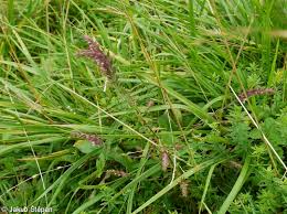 Attēlu rezultāti vaicājumam “Odontites vulgaris fruit”