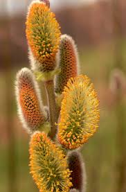 Attēlu rezultāti vaicājumam “Salix myrsinifolia male flower”