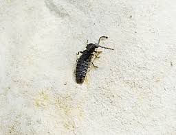 Attēlu rezultāti vaicājumam “Phosphaenus hemipterus”