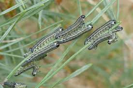 Attēlu rezultāti vaicājumam “Neodiprion sertifer larva”