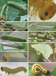 Attēlu rezultāti vaicājumam “Euura brevicornis larva”