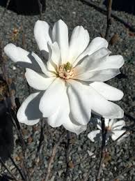 Attēlu rezultāti vaicājumam “Magnolia x loebneri flower”