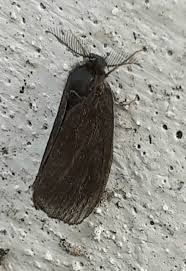 Attēlu rezultāti vaicājumam “Canephora hirsuta larva”