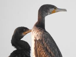 Attēlu rezultāti vaicājumam “Phalacrocorax carbo”