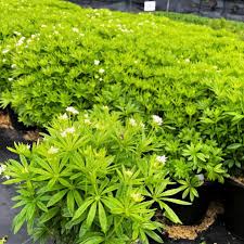 Image result for Galium odoratum