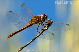 Attēlu rezultāti vaicājumam “Sympetrum vulgatum male”