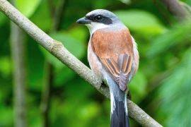 Attēlu rezultāti vaicājumam “Anser albifrons adult”