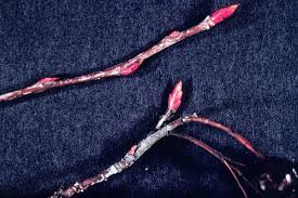 Attēlu rezultāti vaicājumam “Aronia melanocarpa bud”