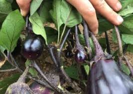 Afbeeldingsresultaat voor slim jim eggplant