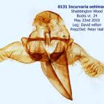 Attēlu rezultāti vaicājumam “Incurvaria oehlmanniella”