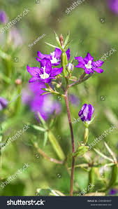 Image result for Legousia speculum-veneris