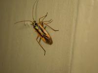 Attēlu rezultāti vaicājumam “Stenotus binotatus male”