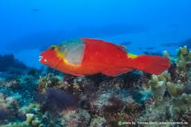 Image result for Sparisoma cretense