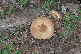 Attēlu rezultāti vaicājumam “Lentinus suavissimus”