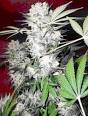 Buy White Russian Feminized Cannabis Seeds - Marijuana Strain ...