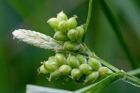 Attēlu rezultāti vaicājumam “Cyperaceae”