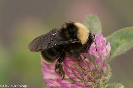 Attēlu rezultāti vaicājumam “Bombus”