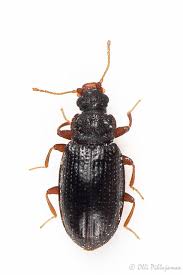 Attēlu rezultāti vaicājumam “Latridiidae”