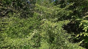 Attēlu rezultāti vaicājumam “Crataegus monogyna subsp. nordica”