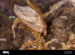 Attēlu rezultāti vaicājumam “Drepanepteryx phalaenoides”