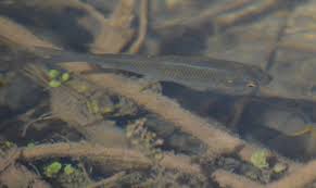 Image result for Squalius vardarensis