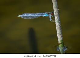 Attēlu rezultāti vaicājumam “Erythromma najas”