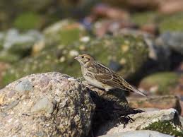 Image result for Calcarius lapponicus