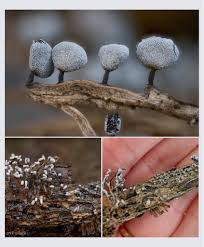 Attēlu rezultāti vaicājumam “Physarum contextum young”