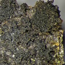 Attēlu rezultāti vaicājumam “Collema”