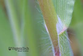 Attēlu rezultāti vaicājumam “Anisantha tectorum fruit”