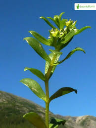 Attēlu rezultāti vaicājumam “Honckenya peploides bud”