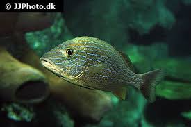 Image result for Haemulon sciurus